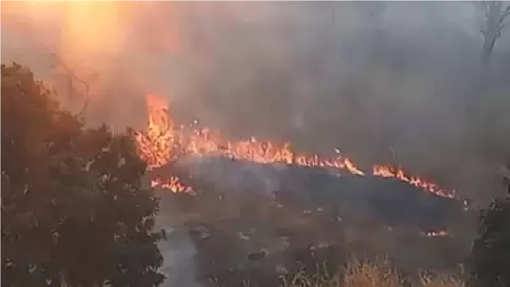 CG Breaking News : उदन्ती-सीतानदी टाइगर रिजर्व में भीषण आग; पहाड़ियों पर पहुंची लपटें, घठुला से बोरई तक वन संपदा को भारी नुकसान CG Breaking News