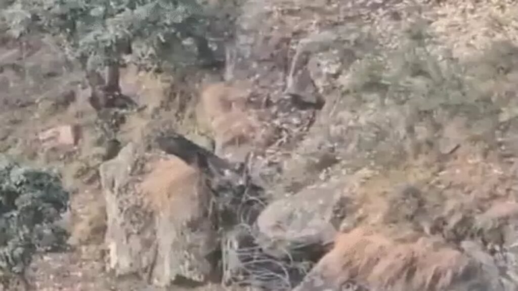 गुफा में छिपे जैश आतंकी ढेर, भारतीय सेना ने 2 पाकिस्तानी कमांडर मार गिराए, ग्रेनेड से तबाह की पनाहगाह